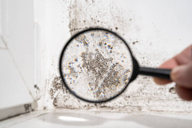 Best Commercial Mold Remediation in USA